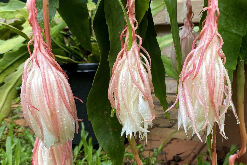 Цветы "неуловимого" филлокактуса в декабре