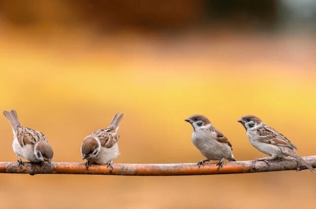   Почему воробьи не ходят, а прыгают?