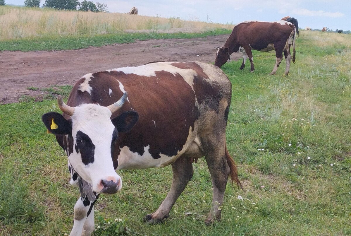 Фото: АПК Новости