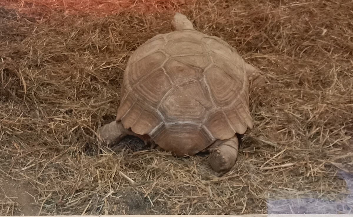 шпороносная черепаха