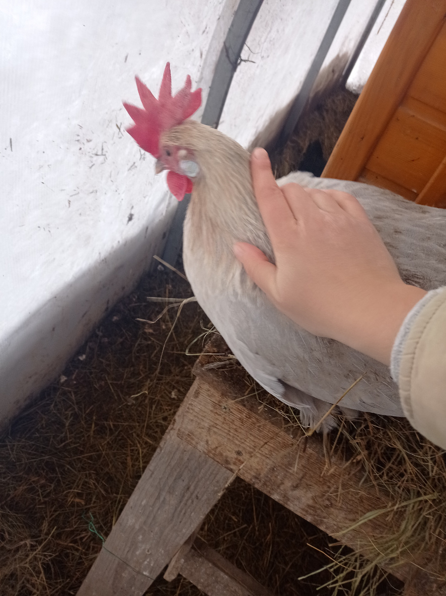 Малуся села под руку: "Погладь меня, хозяйка!"