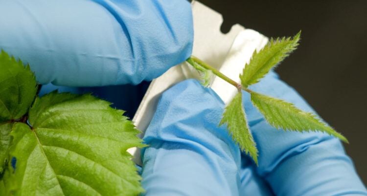    Фитосанитарные протоколы нуждаются в очистке от фантомных агентов