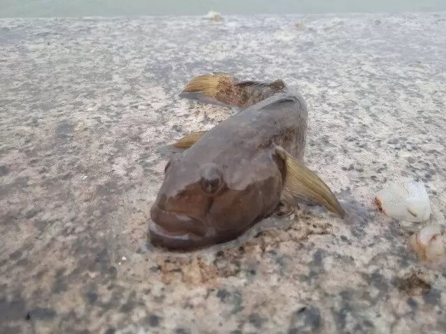     Источник: https://vk.com/rybalka_v_rostove