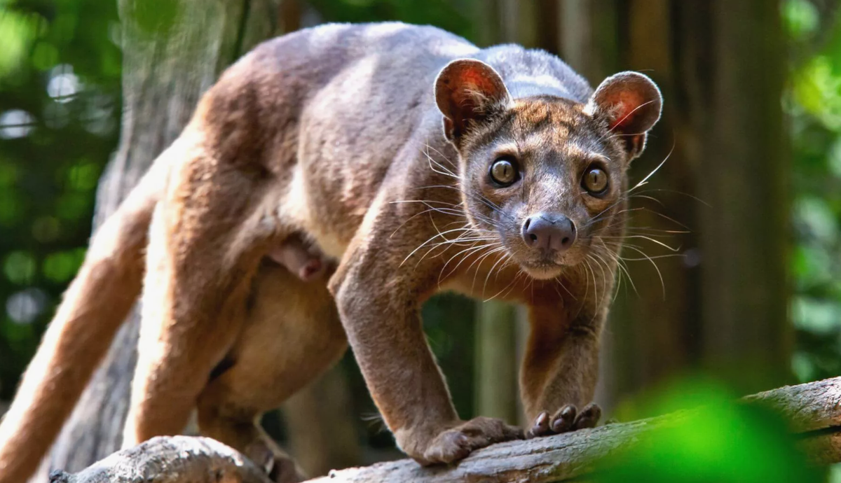 Красотка же?