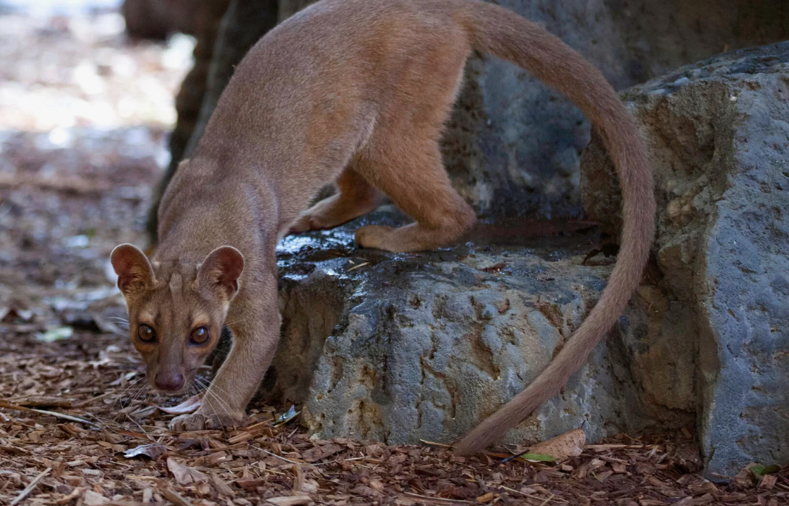 - Кто я ? Кошка или мангуст?