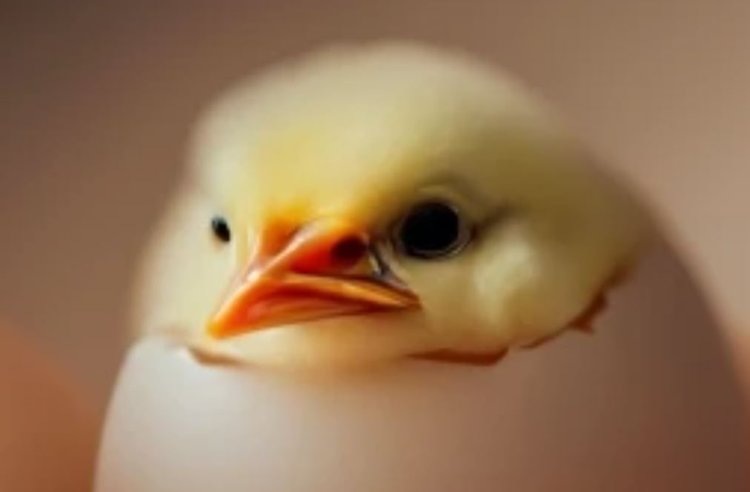    Россия и Ирак изменили ситуацию в секторе инкубационного яйца Евросоюза