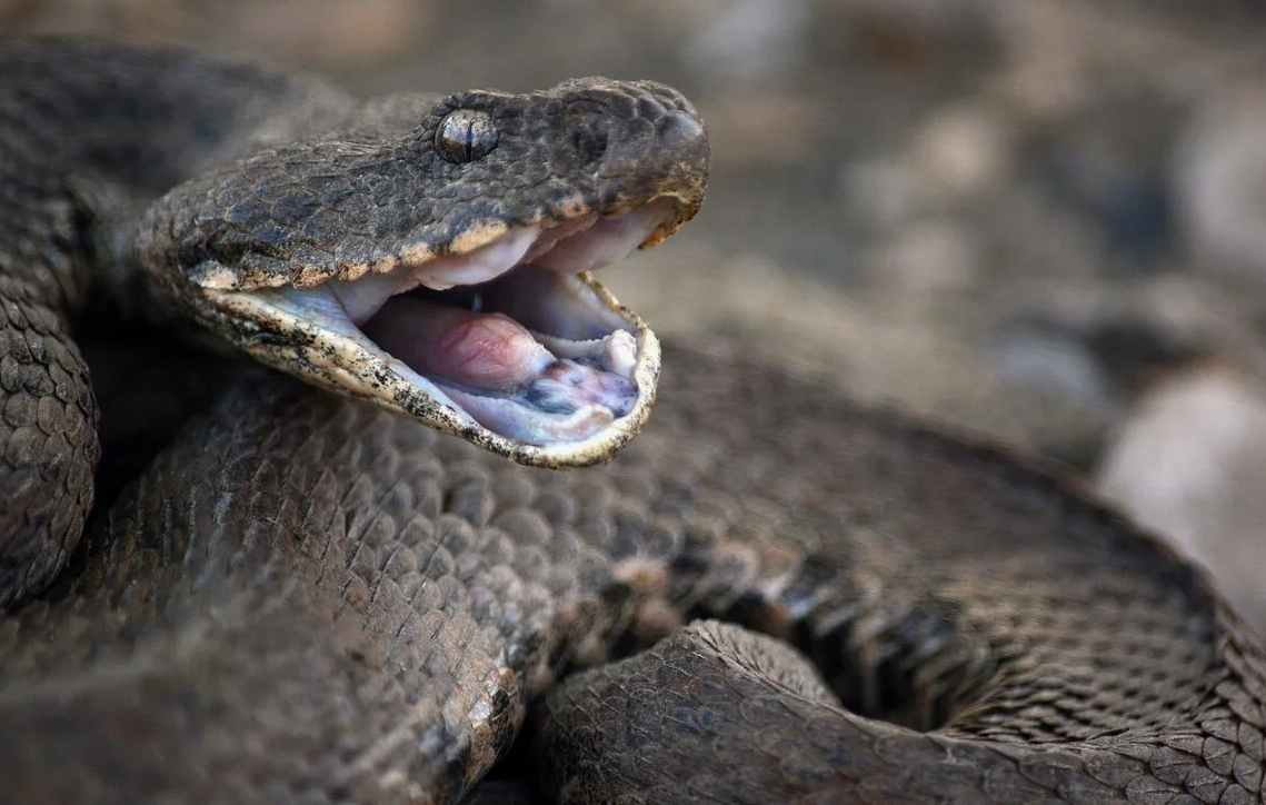 - Опять вы начинаете, я же милая!