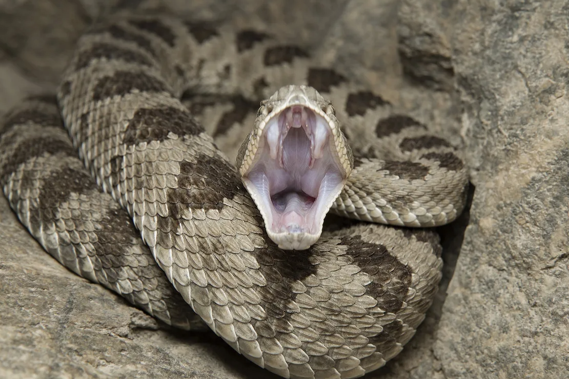 - Как вам моя улыбочка?