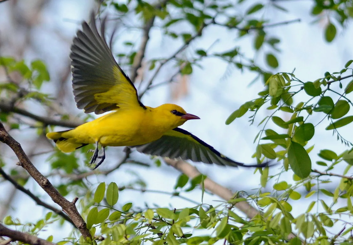 "Иволгу с малиновкой спугну,
Засмеюсь от счастья и заплачу."