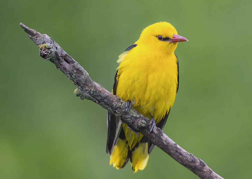 - Да я просто в гости залетела!