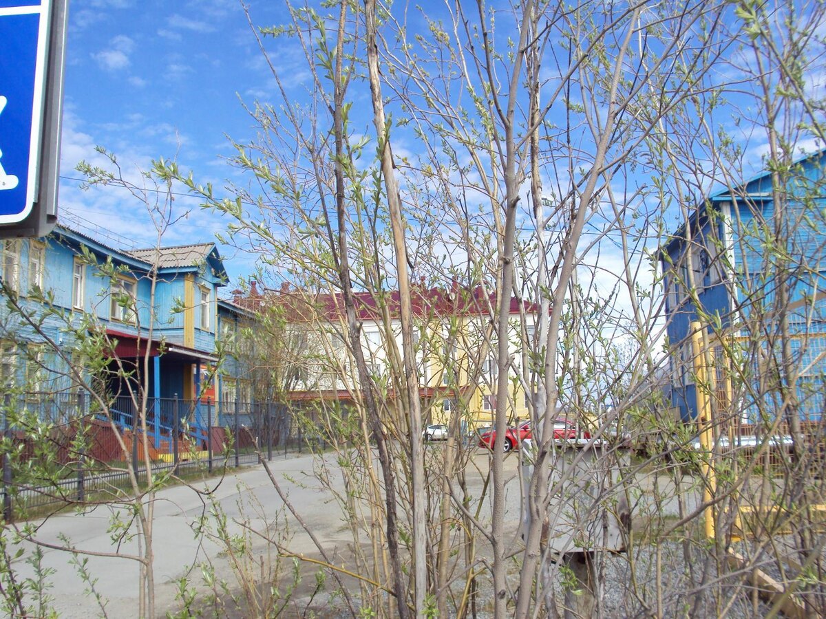 Листики только распускаются.