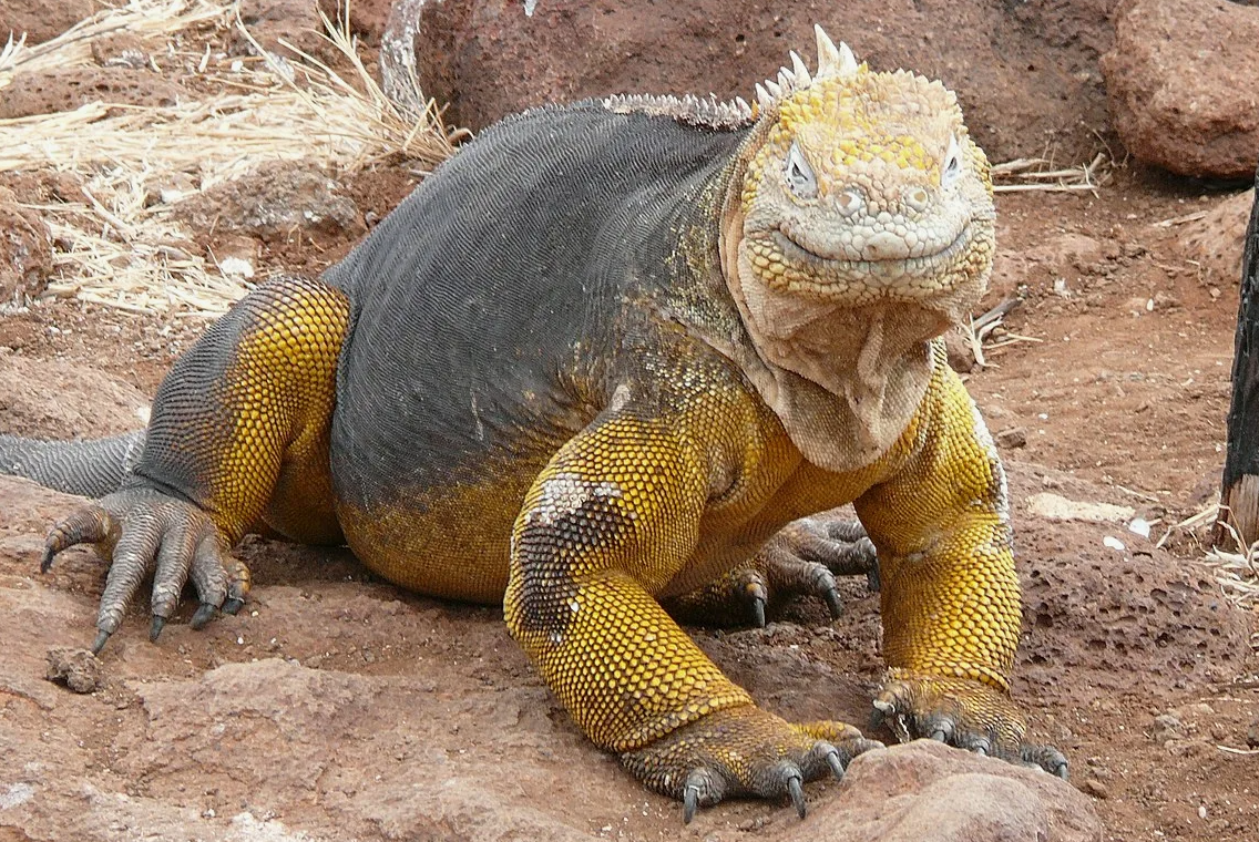 - Привет, я родственник Годзиллы!