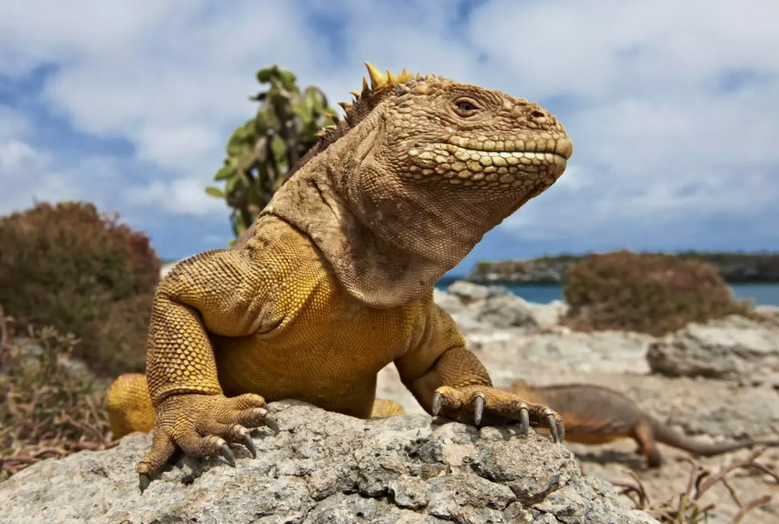 - Предлагаю в магазин за кактусами!