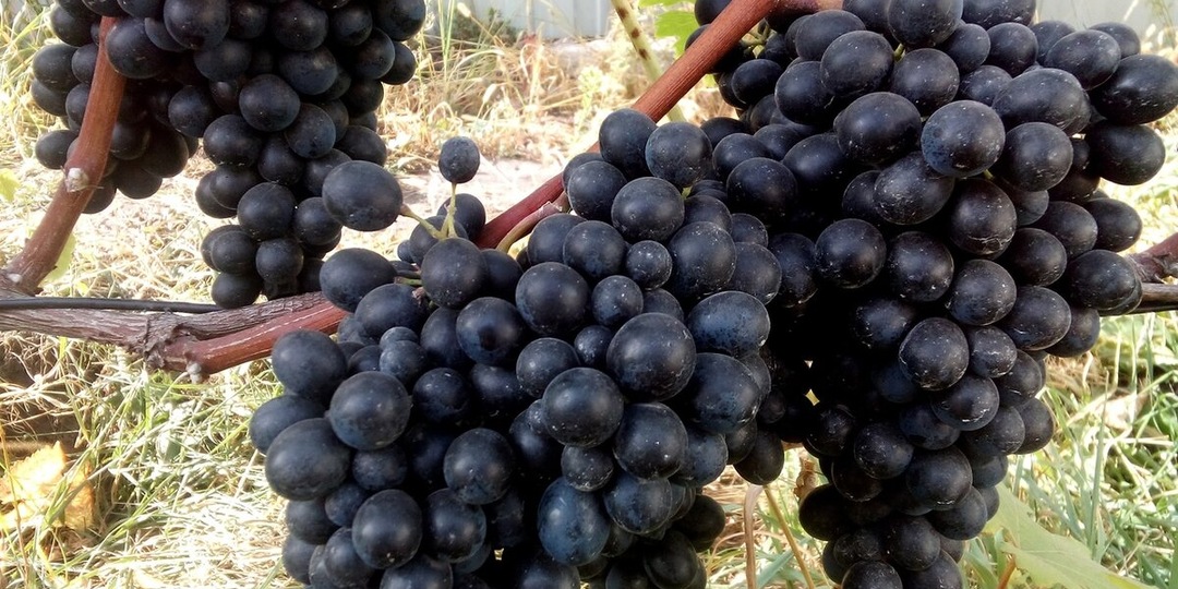 Сорт винограда, дающий "шоколадное" моно вино