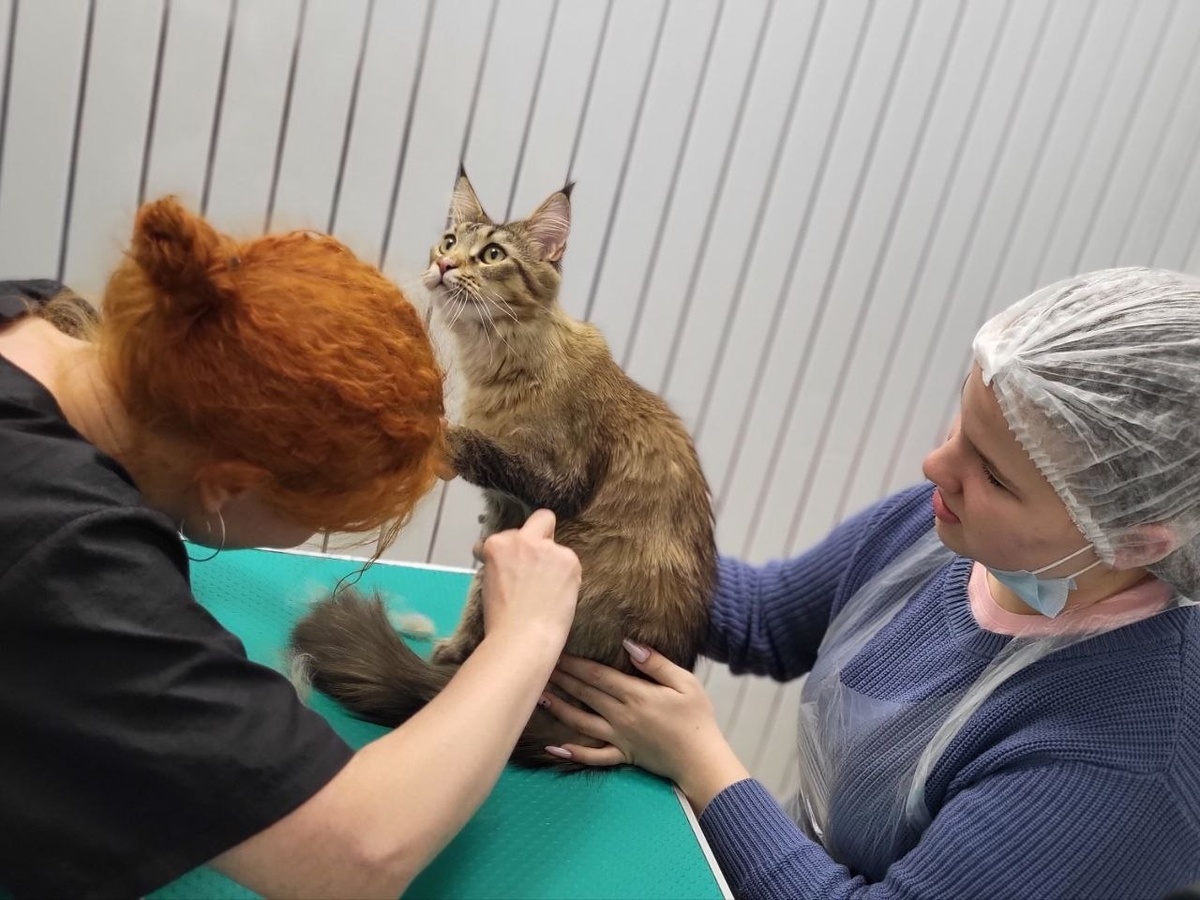 Груминг Мейн-куна в присутствии владельца