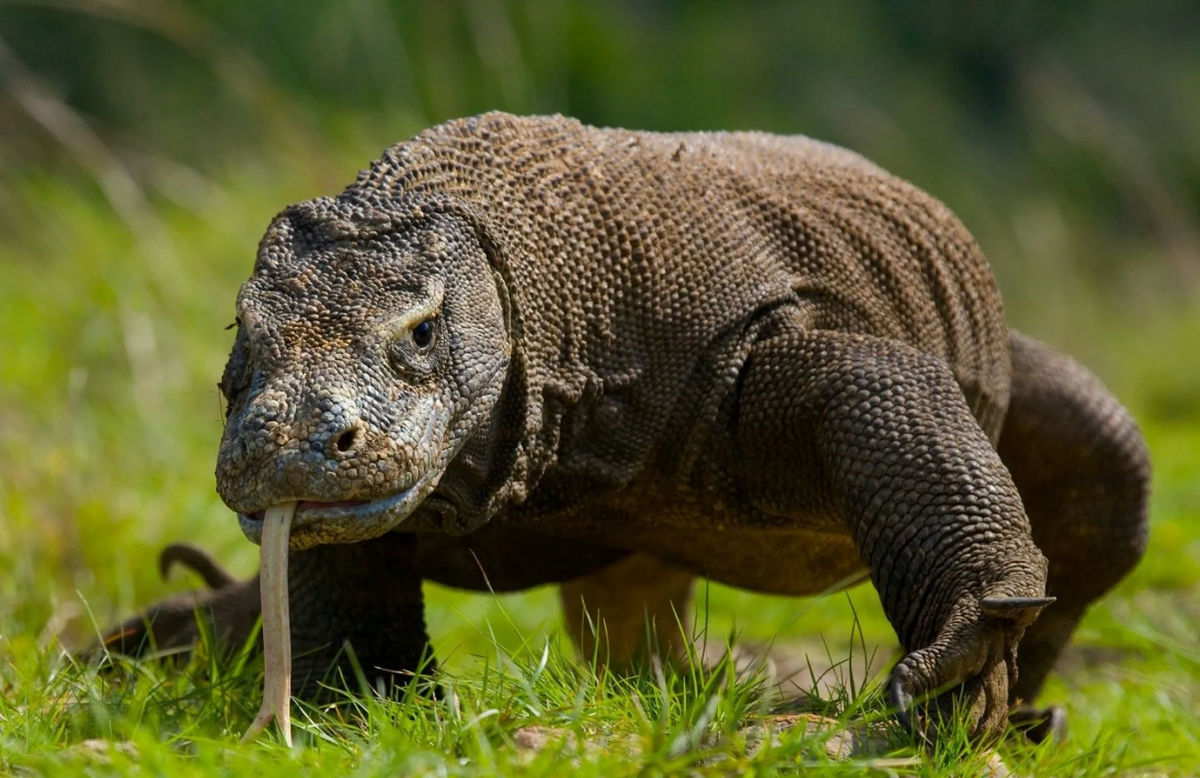 - Ну, чем я не дракон?