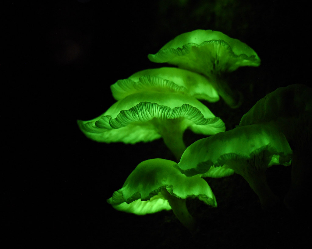 Призрачный гриб. Фото взято из открытого источника Яндекс Картинки.