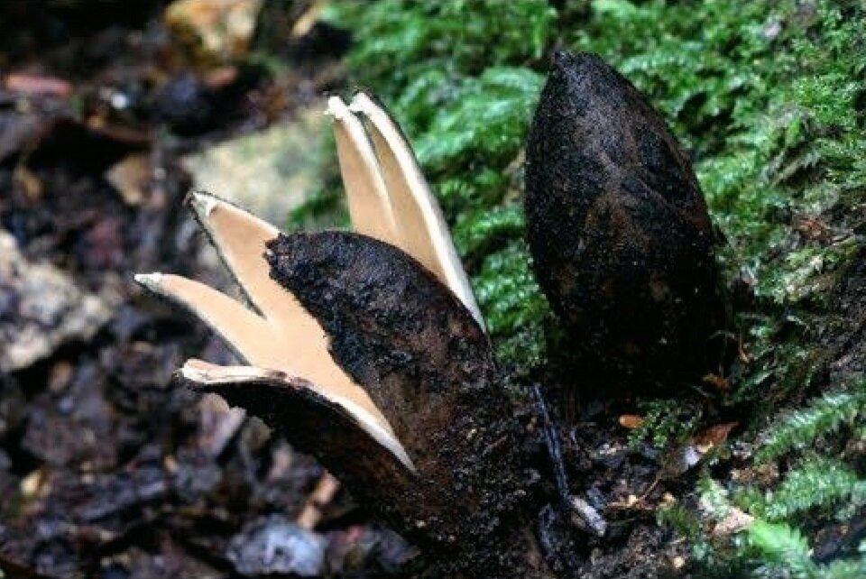 Сигара дьявола. Фото взято из открытого источника Яндекс Картинки.