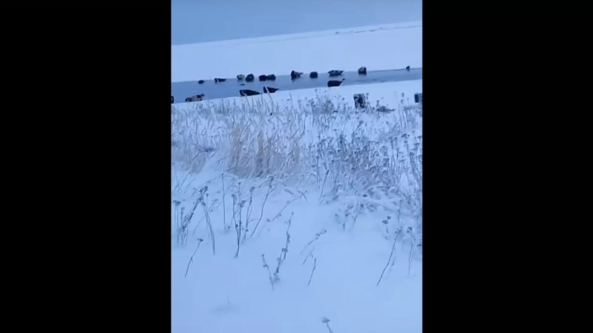     Источник: Беломорск | Официальная группа / vk