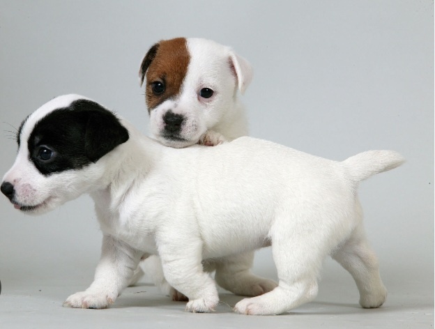 Милые Щенки Джек-Рассел терьер