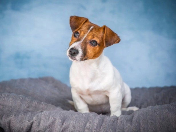 Любознательный  Щенок Джек-Рассел терьер