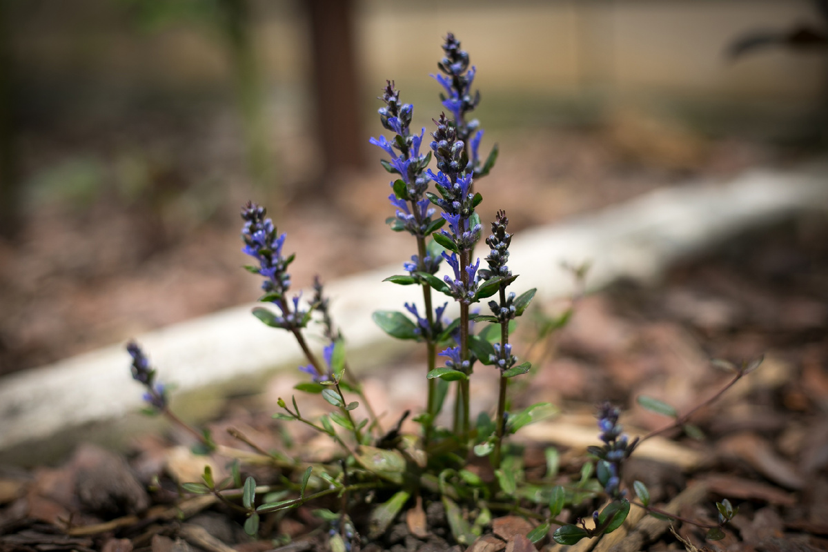 Автор Елена Якимова / Greenfingers