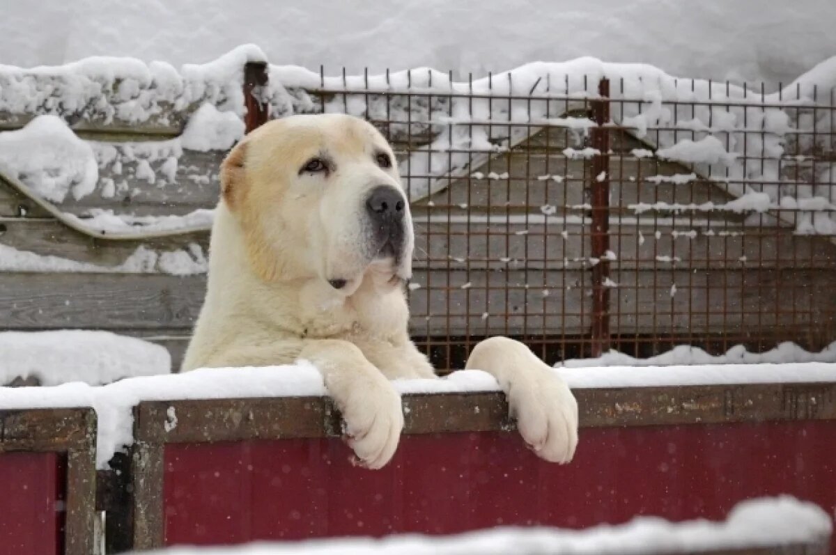    Архивное фото