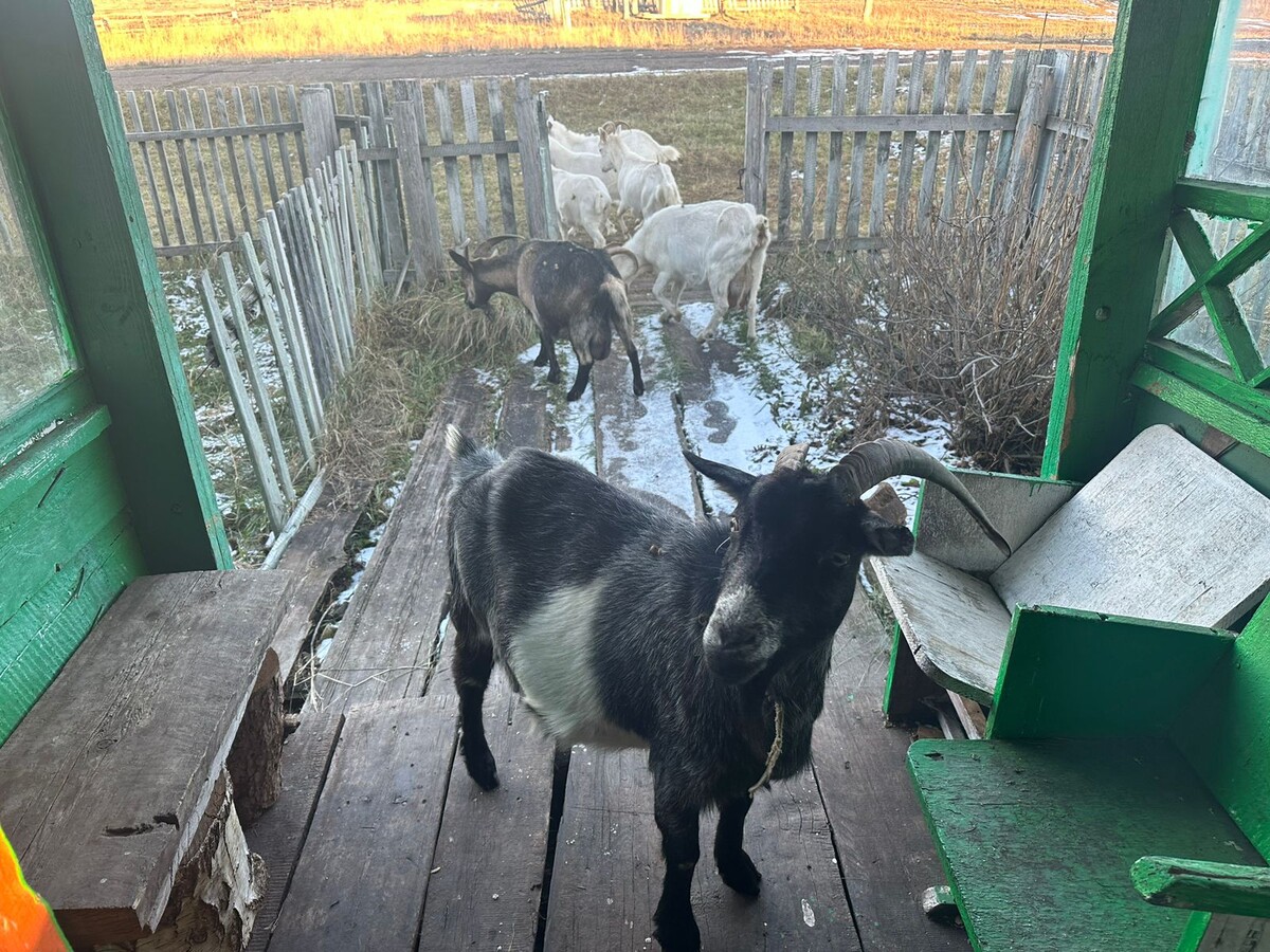 Главная коза Красава поначалу частенько приходило в гости к нашему гостю. Изучить, что за персонаж такой на ее территории.