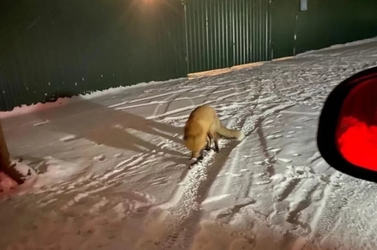    Дикая лиса уже три недели ходит по поселку в Тверской области