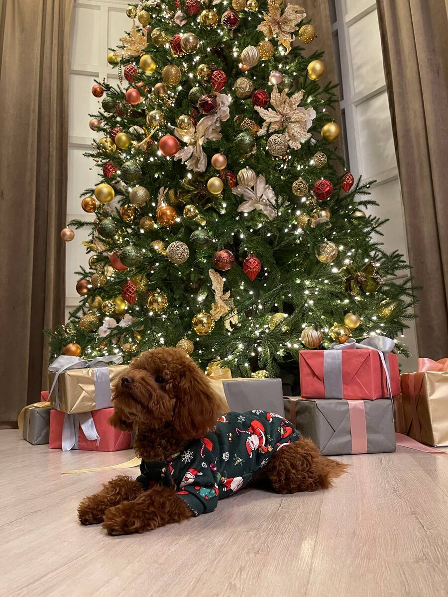 Новогодняя фотосессия в cross-studio