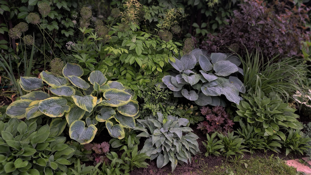 В прошлом сезоне немного переделала это место. Июнь 2024 года