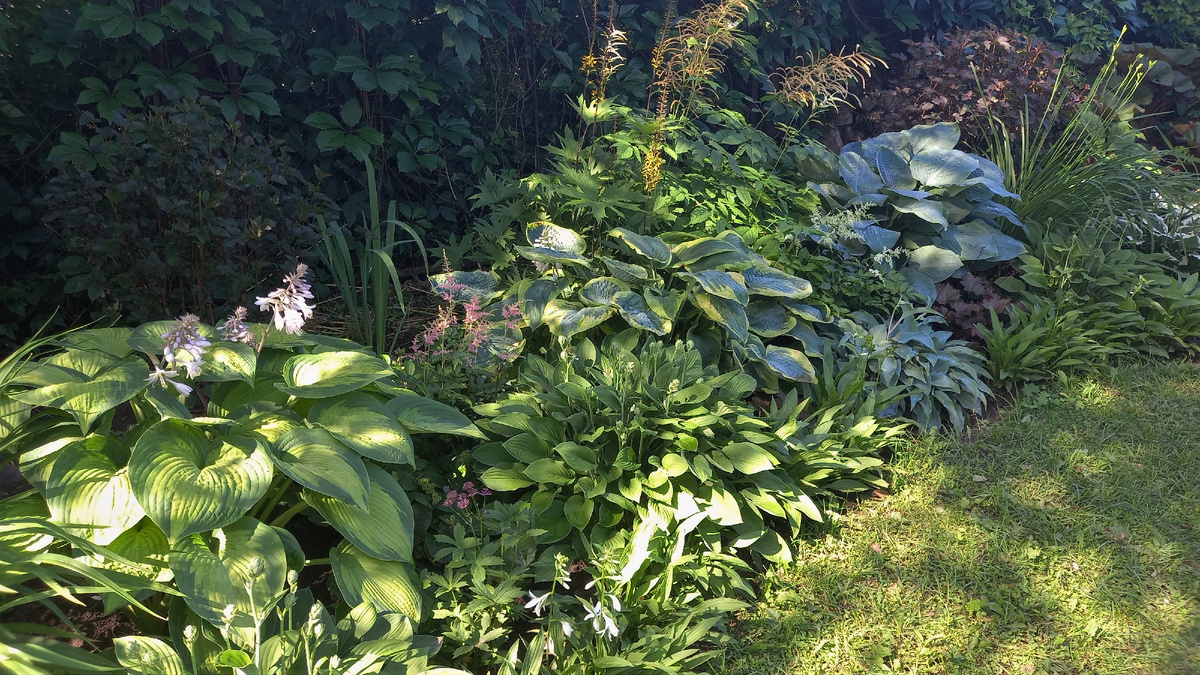 Это уже июль 2024. Слева добавила хосту Margie's Angel