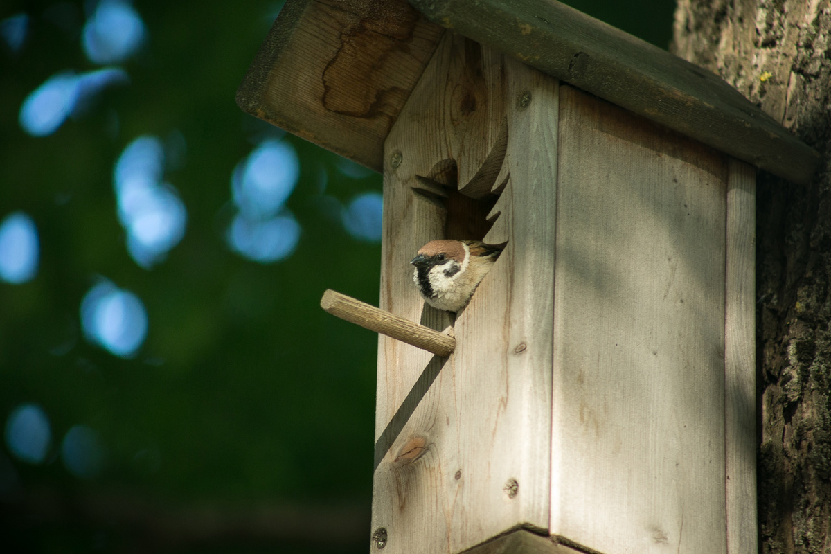 Автор Елена Якимова / Greenfingers