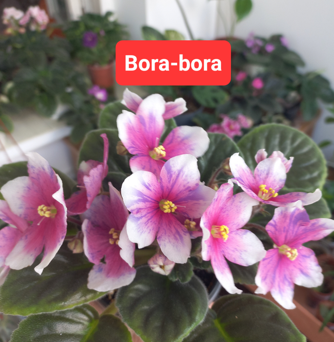 Крупные цветы сорта Bora Bora радуют глаз. Они нереально красивы. Сочетаются в окраске несколько цветков, что делает их уникальными в своем роде. Цветы чем-то напоминают мозаику или калейдоскоп. Пышное цветение принесёт радость любому цветоводу.