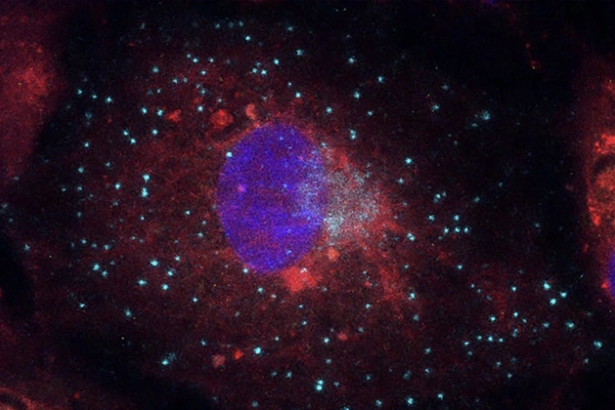 Hanna Gong / Centenary Institute📷Снимок «Небесное свечение» показывает структуры внутри одной клетки