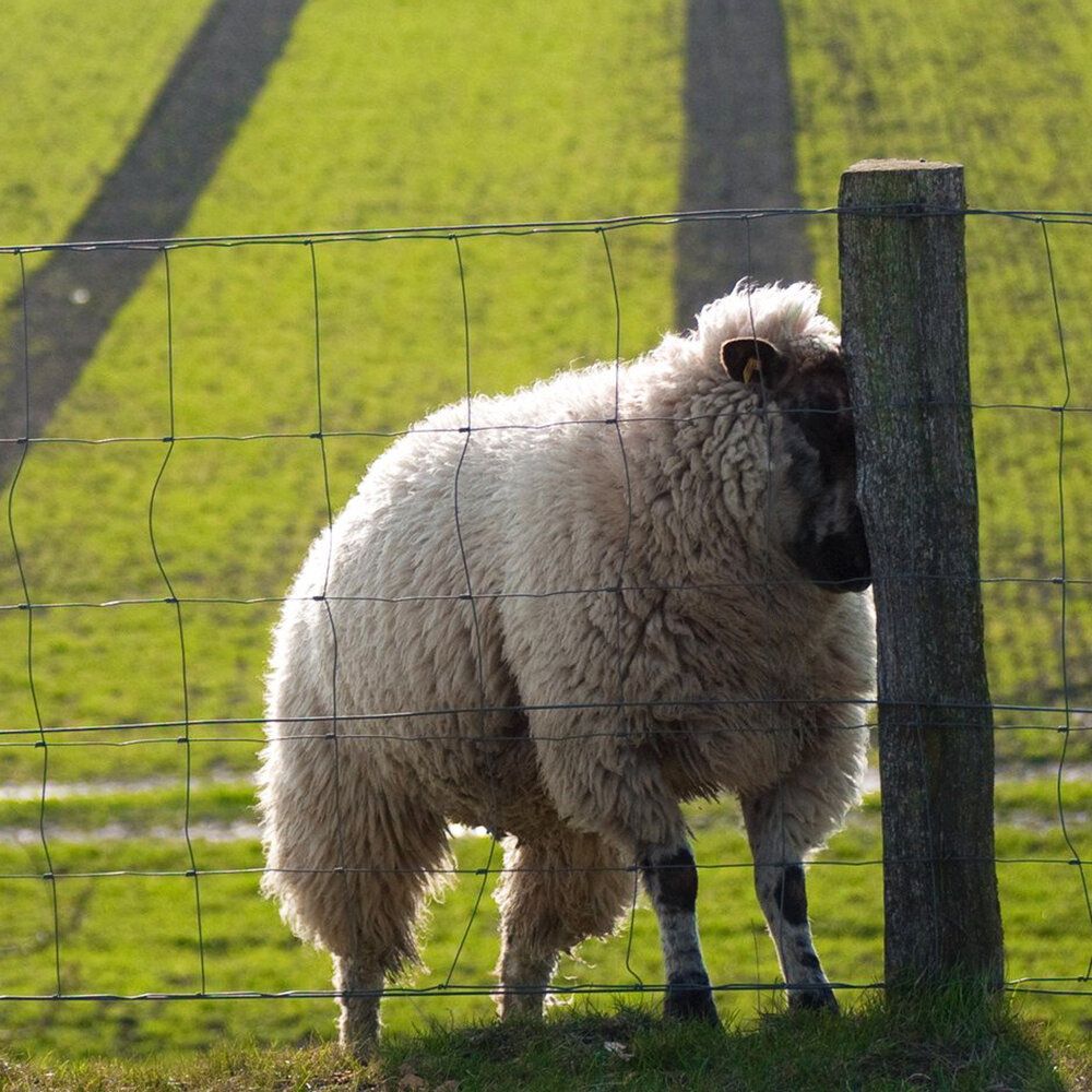 Фото из интернета