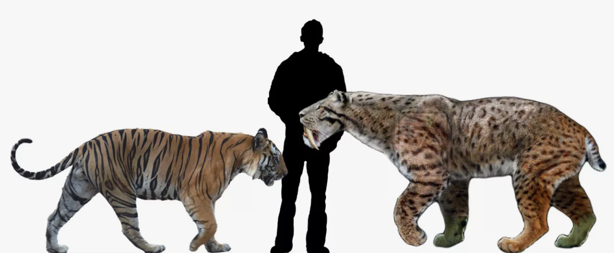 Размеры современных и саблезубых кошек