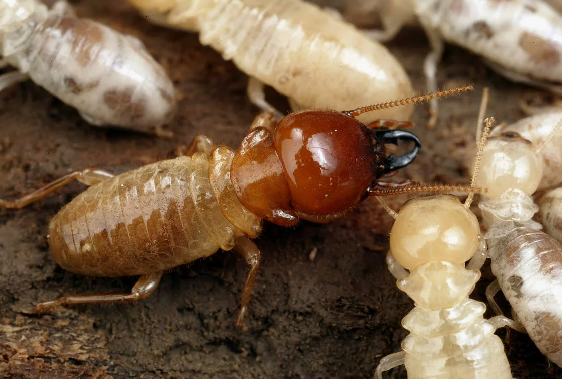 Их предки обитали на Земле еще 250 миллионов лет назад. Они выжили с пермского периода, что делает их одними из самых старых социальных насекомых.