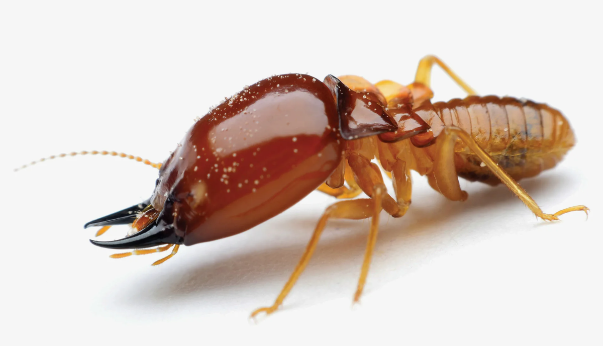 Хотя они вредители в городах, в природе они играют важную роль, перерабатывая мертвую растительность и обогащая почву питательными веществами.