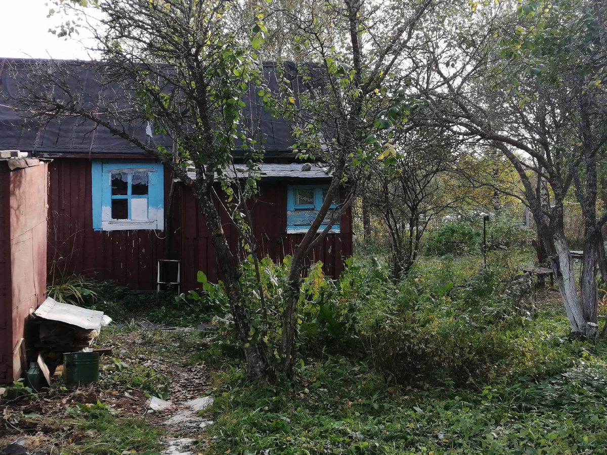 Здесь видно кусочек сарая (слева) и видны деревья - это все старые сливы.