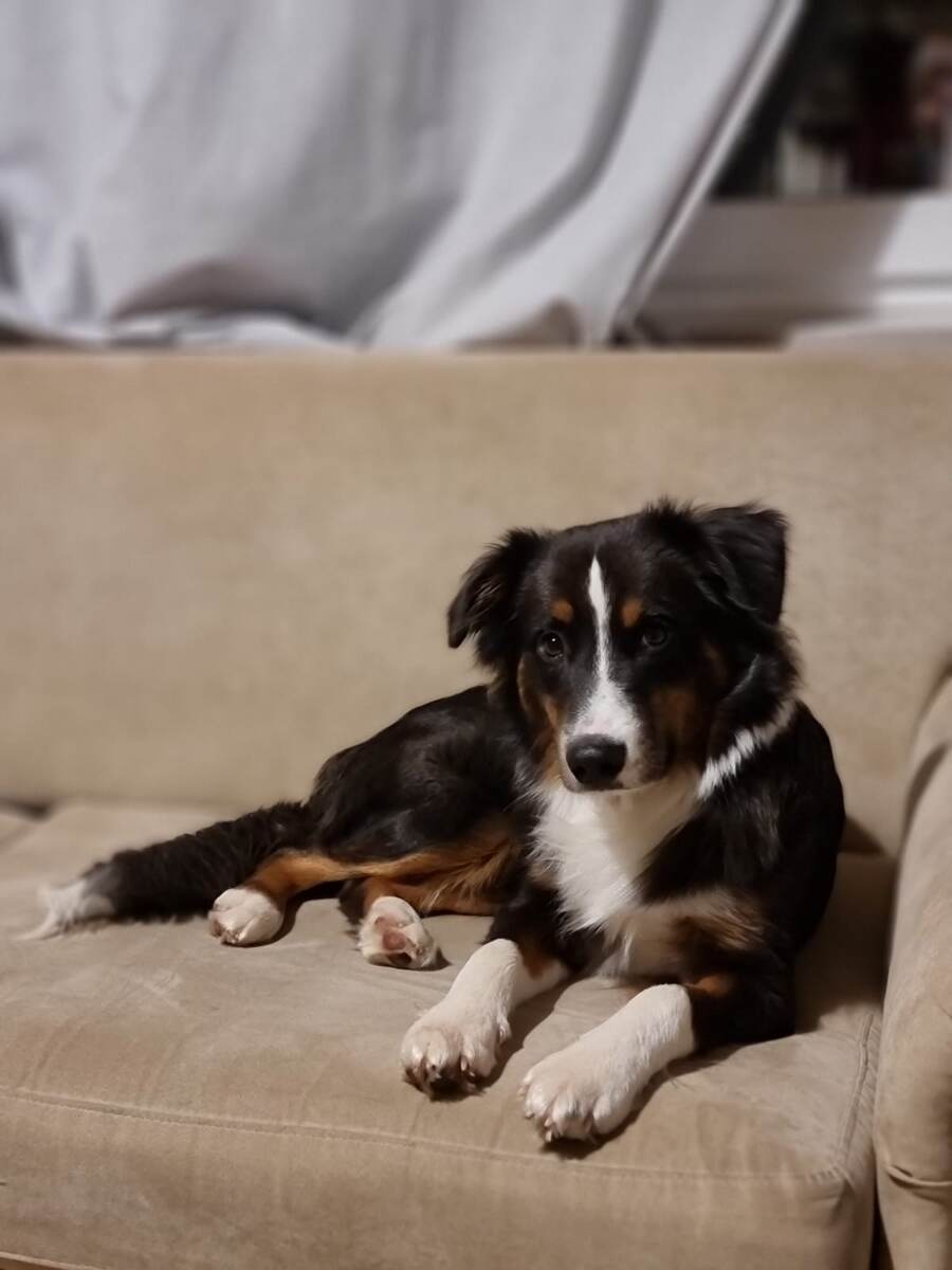 Мини аусси Кайто