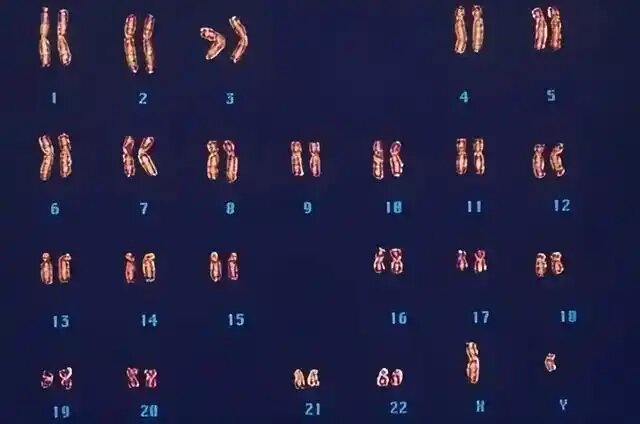 Геном человека. Галерея автора.