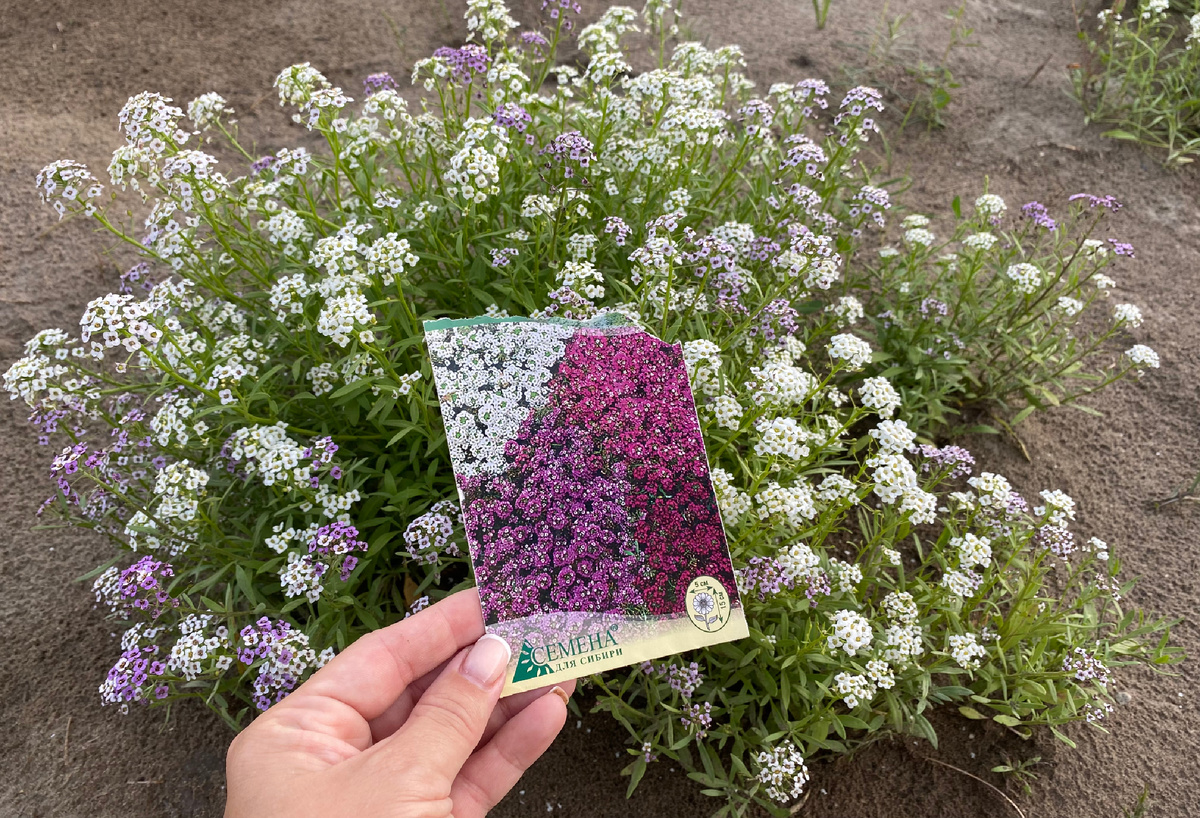 Рассада, которая мне не понадобилась, остаётся рости в общей кучке. 