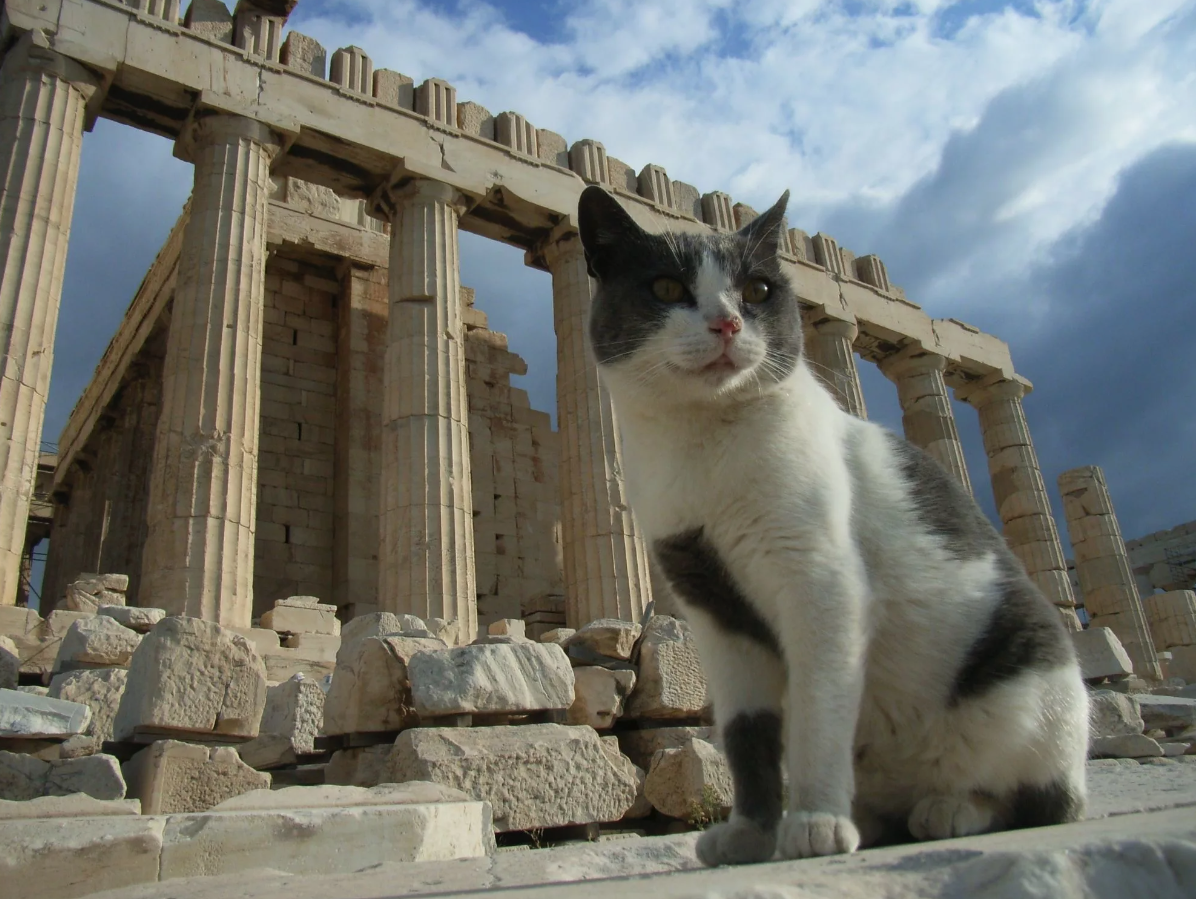 Кошки используют мяуканье в основном для общения с людьми. Во взрослом возрасте кошки редко "мяукают" друг с другом, предпочитая другие формы общения, такие как шипение или мурлыканье.