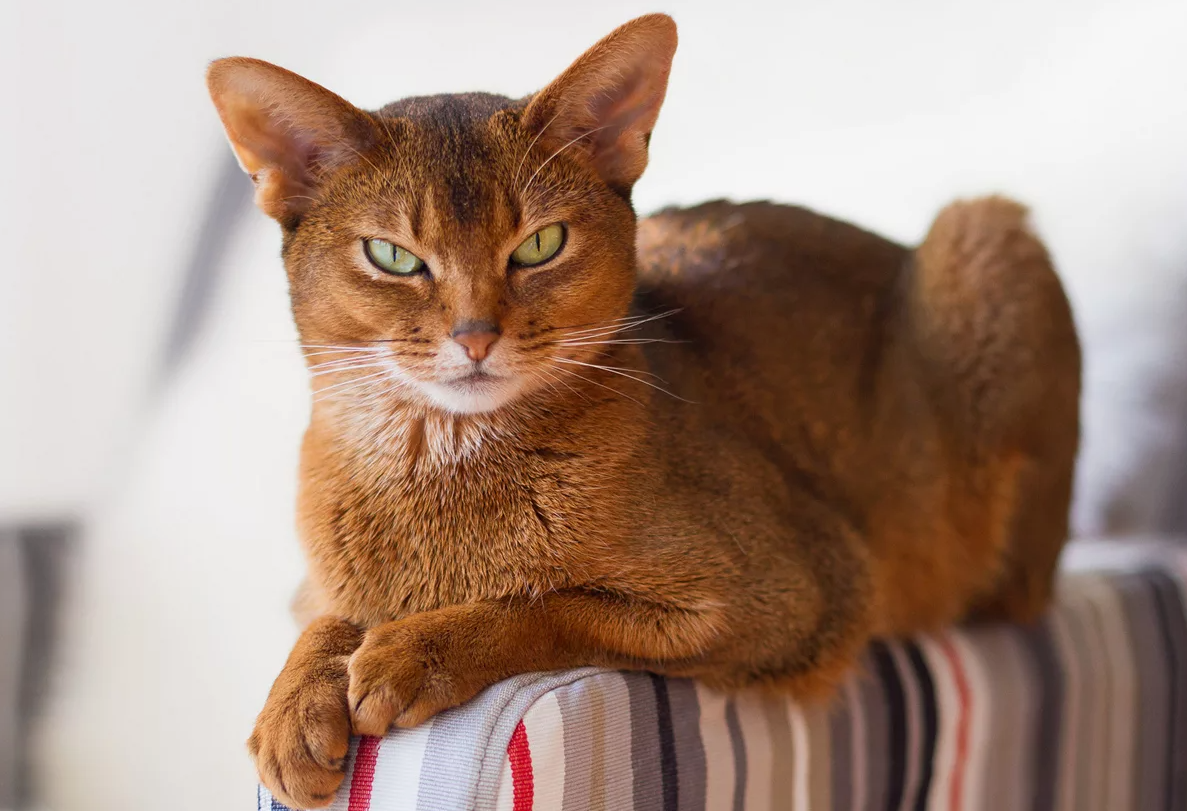 У каждой кошки на носу есть свой уникальный рисунок бороздок и выступов. Это делает кошачий нос таким же индивидуальным, как отпечатки пальцев у человека.