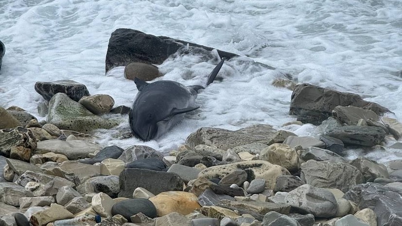   Фото: russian.rt.com Георгий