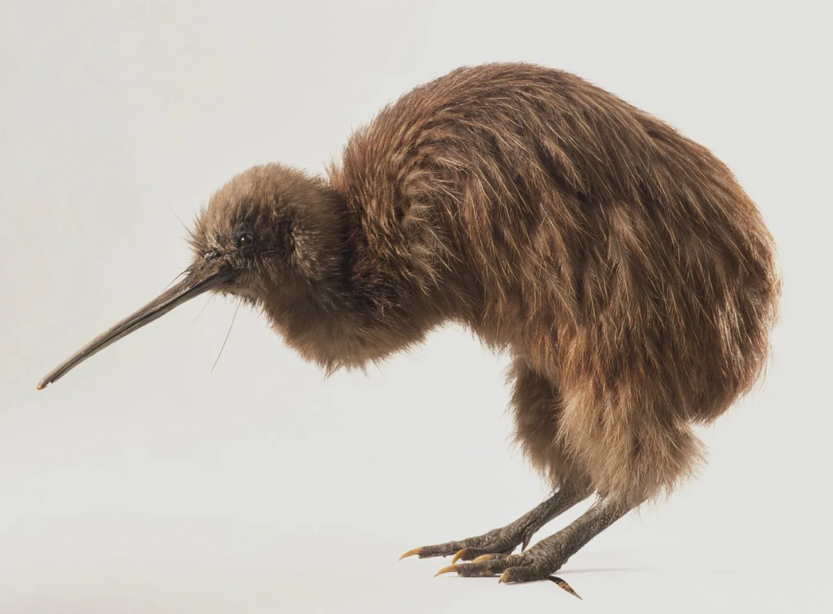 Киви - птица Новой Зеландии