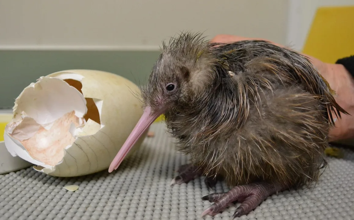 Птенцы киви рождаются полностью самостоятельными!