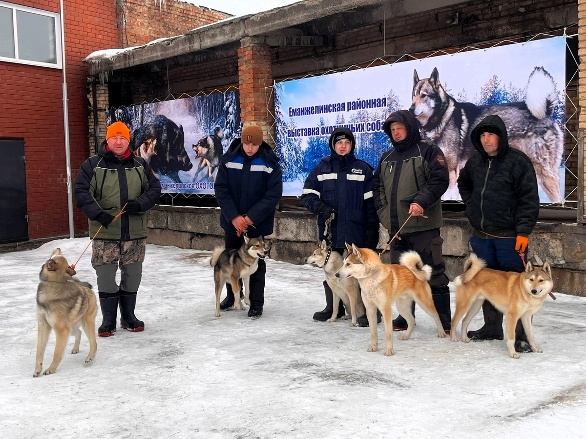 Западносибирские лайки на выставке