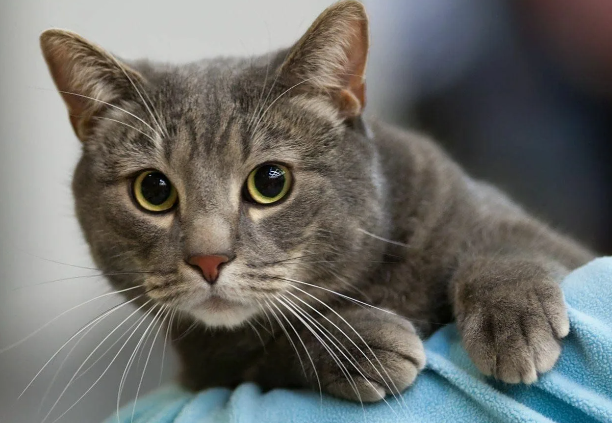 - Что это ты собрался делать, человек?